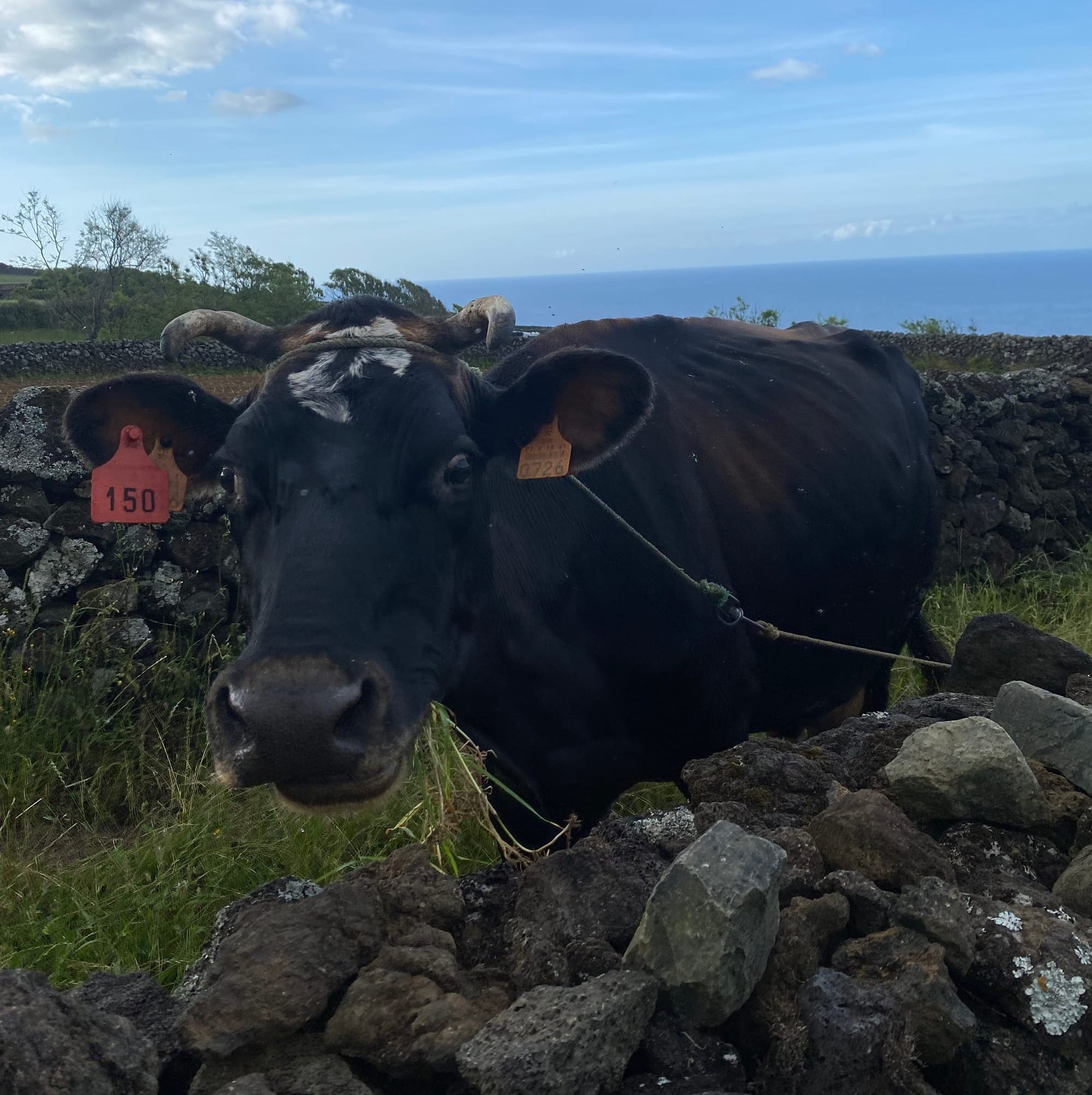 A gorgeous lady cow with cute horns!